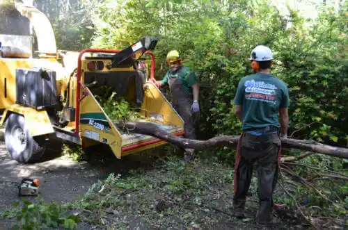 tree services Leroy